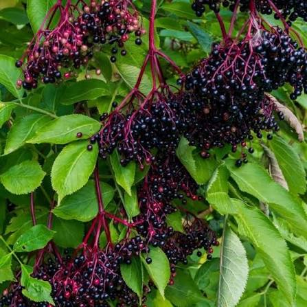 Elderberry Fruit Extract