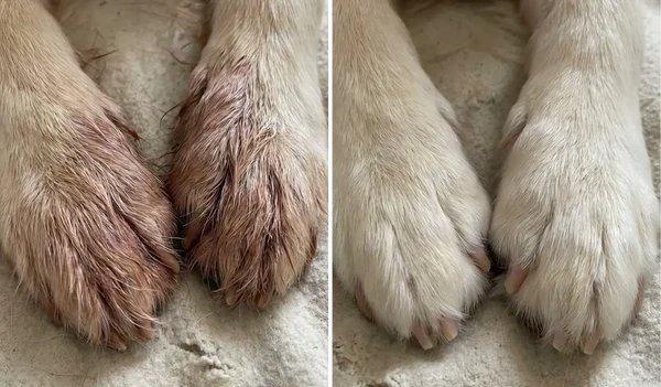 He no longer chews his paws raw.