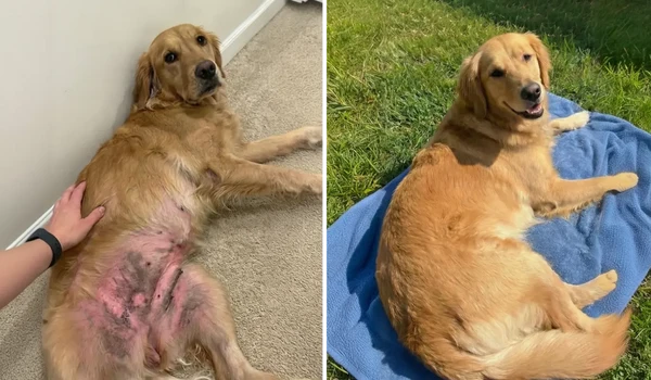 The constant scratching and the hot spots have finally stopped.
