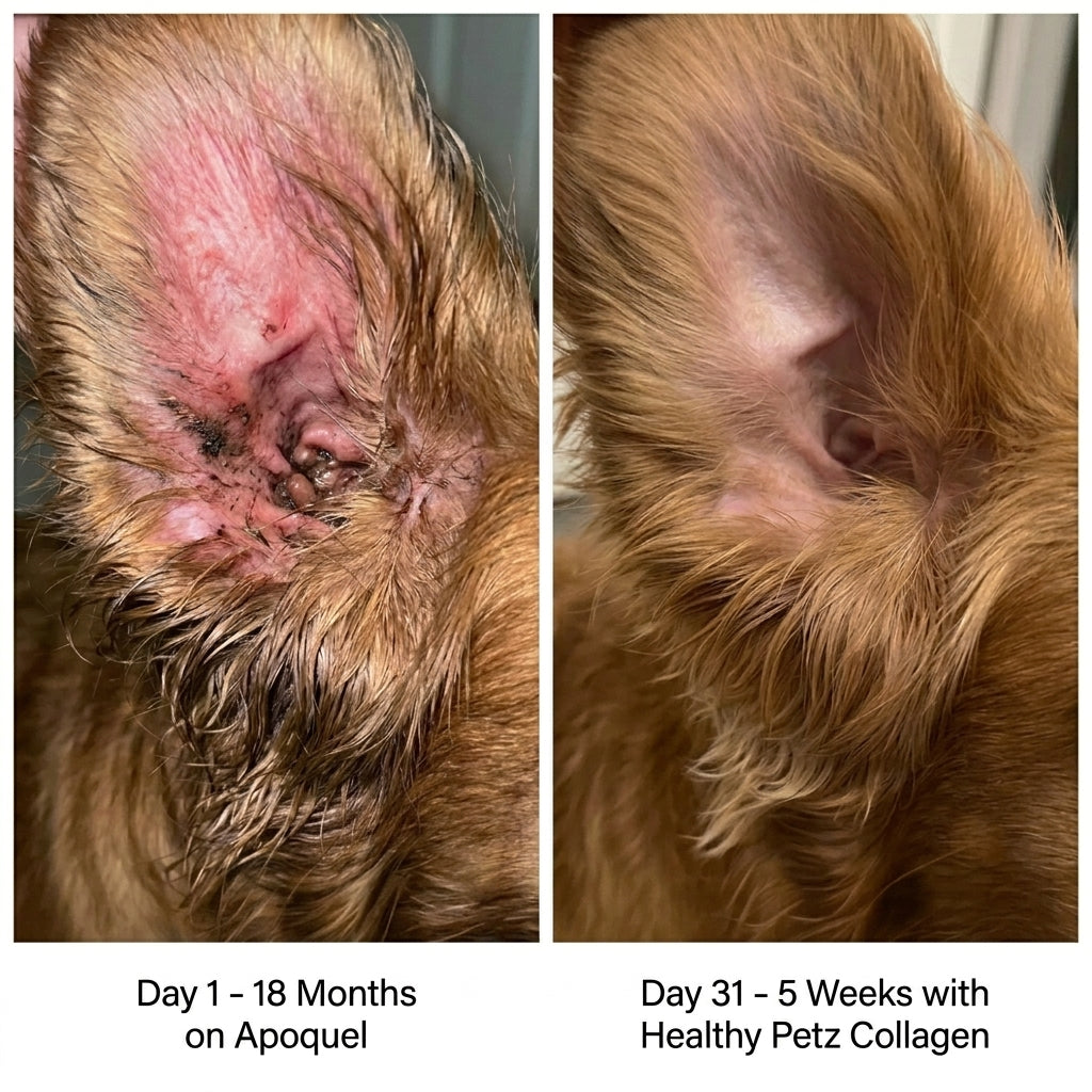 Dog Premium Liquid Collagen