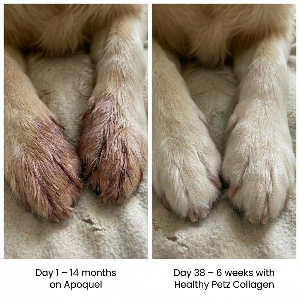 Dog Premium Liquid Collagen