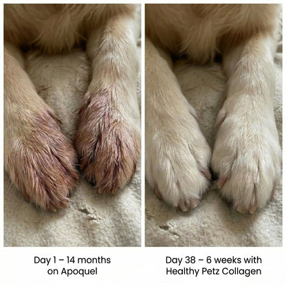 Dog Premium Liquid Collagen