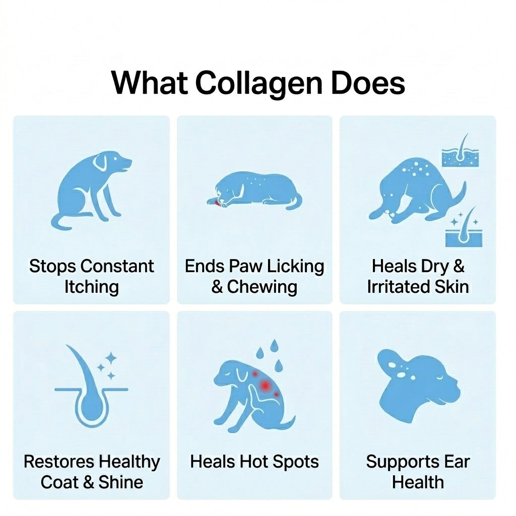 Dog Premium Liquid Collagen
